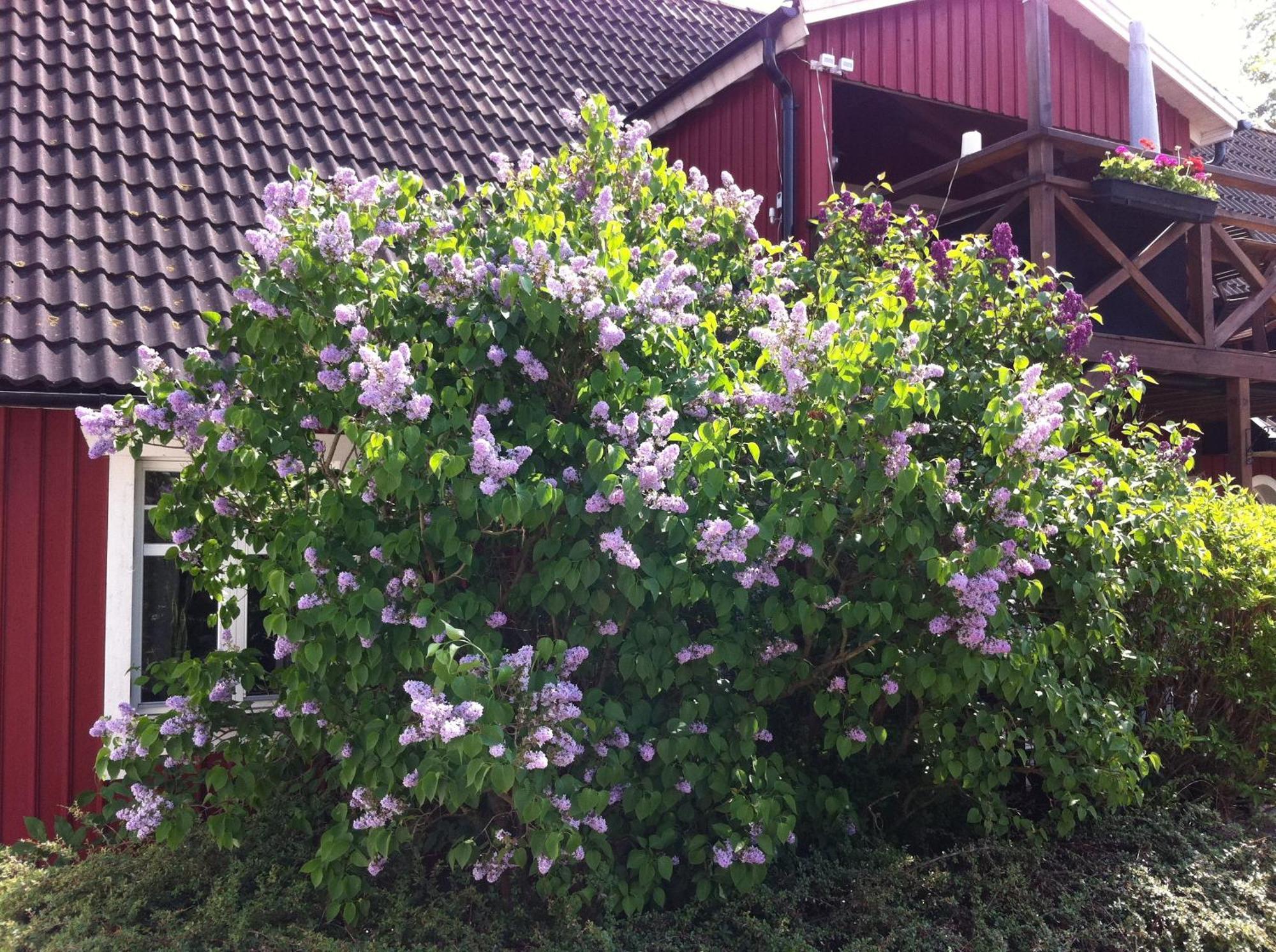 Mattisgarden Bed & Breakfast Ostra Ljungby Ngoại thất bức ảnh